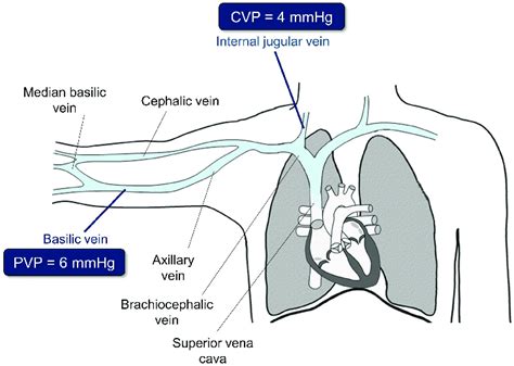 Relation Between Central Venous Pressure Cvp And Peripheral Venous
