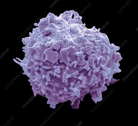 Monocyte White Blood Cell Sem Stock Image C0163089 Science