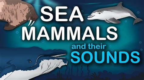 Sea Mammals And Their Sounds Youtube