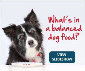 .eat cheese without choking they won't actually be able to digest it any better than an older cat. Healthy Snack Ideas for Dogs and Cats (With images) | Dog ...