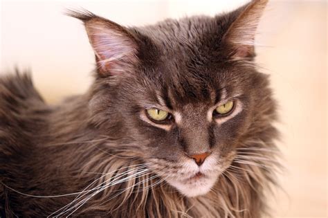 They have a sturdy and rugged look about them. Want A Maine Coon Munchkin Cat Breed Mix? Read These Facts ...