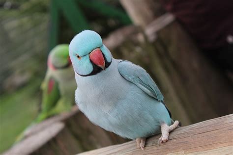 How Much Does An Indian Ringneck Parakeet Cost 2024 Price Guide