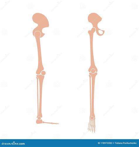 Anatomia Dos Ossos Das Pernas Humanas Ilustração Do Vetor Ilustração