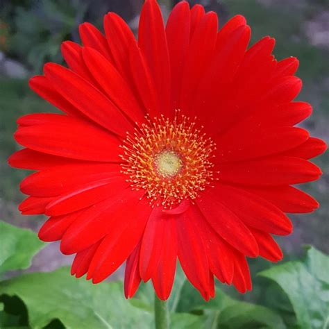 Red Gerbera Daisy Close Up Free Stock Photo Public Domain Pictures