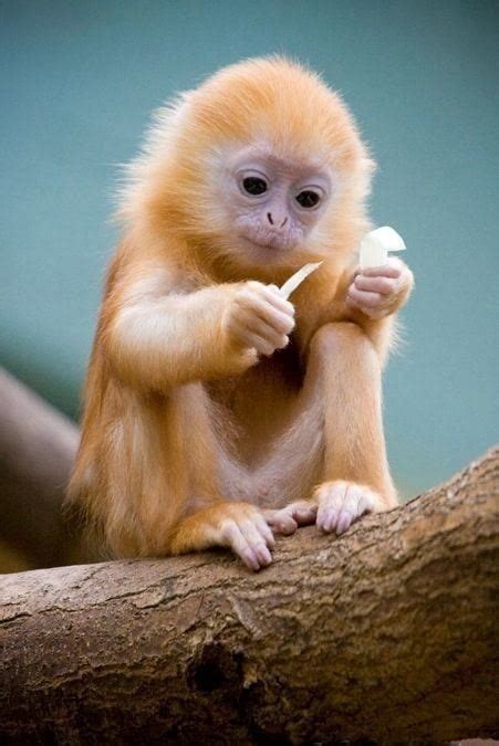 Cute Baby Monkey Too Cute To Bear