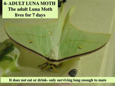 Luna Moth Life Cycle