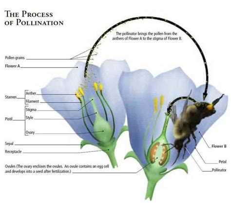 Pollination In Plants Types Advantages And Disadvantages
