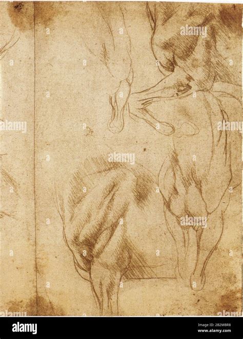 Leonardo Da Vinci Studies Of Horses Forelegs For The Monument