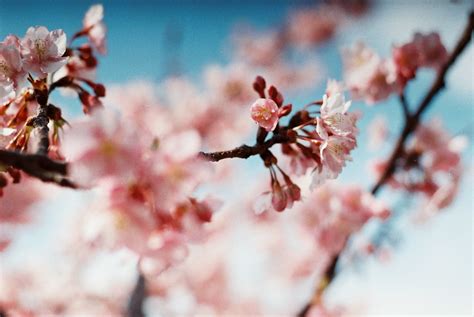 Wallpaper Pink Branch Spring Cherry Blossom Flower Twig Flora