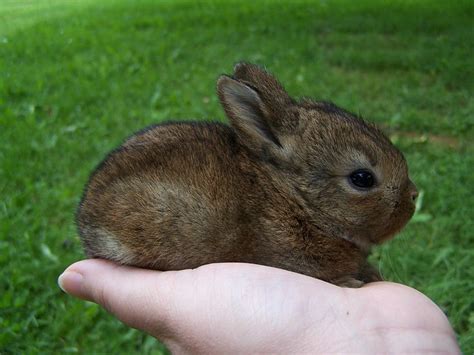 Baby Bunnies Day 16 Flickr Photo Sharing