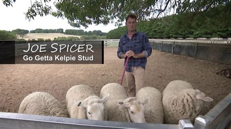 Kelpie Training With Joe Spicer Gogetta Kelpie Stud Youtube
