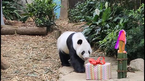20220914 Happy 15th Birthday To Giant Panda Kai Kai 凯凯 River Wonders