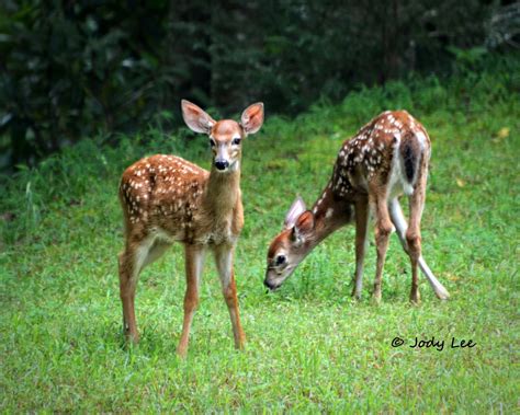 Twin Fawns Wildlife Deer Photography Baby Deer Spotted