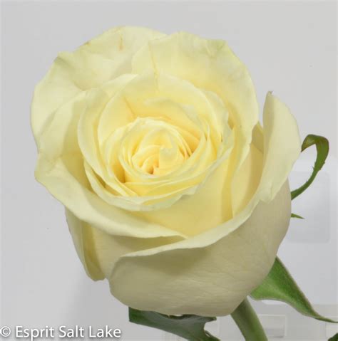 Mondial White Rose Beautiful Roses Champagne Flowers Most Beautiful