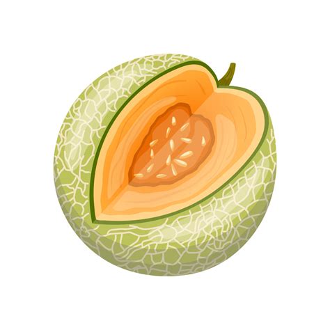 Melon Cantaloupe Cartoon Vector Illustration 17407167 Vector Art At