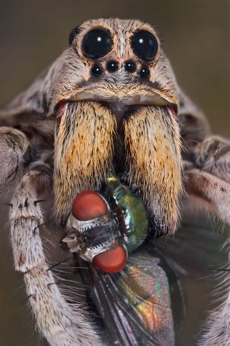 Wolf Spider With Fly In Fangs Stock Photo Image Of Macro Arthropod