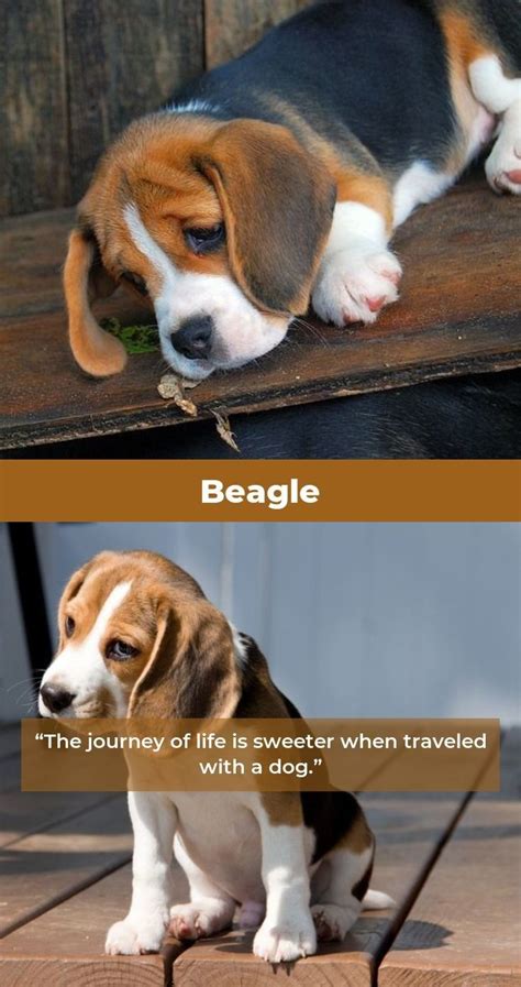 Beagle Puppy Beagledaily Beagles Memes Beagle Puppy I Love Dogs Beagle