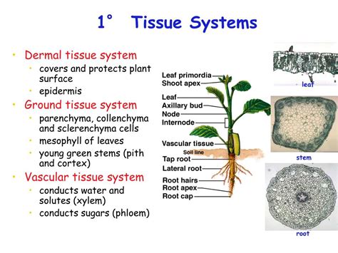 Ppt Plant Cell Walls Powerpoint Presentation Free Download Id2319527
