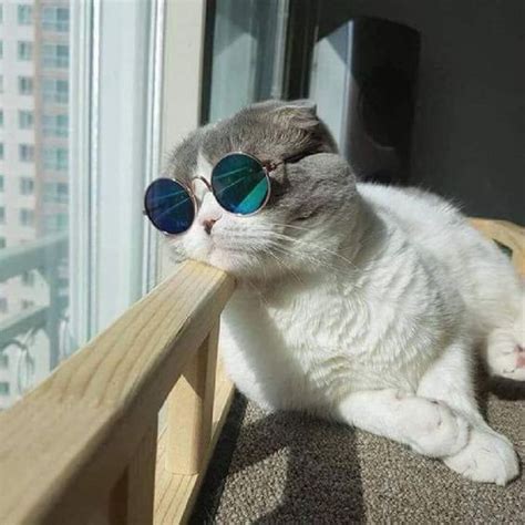 pp kucing lucu aesthetic