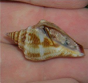Fighting Conch Size Small For Sale Strombus Gibberulus TOP Care