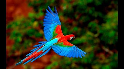 10 Most Beautiful Birds