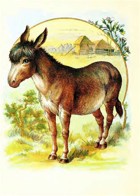 Donkey Vintage Art Old Free Stock Photo Public Domain Pictures