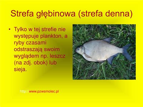 W Jakiej Strefie żyje Okoń - PPT - Życie w Jeziorze PowerPoint Presentation, free download - ID:4483064