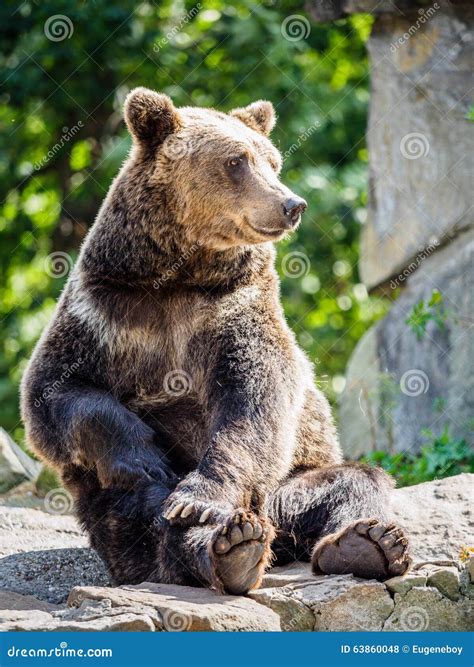 Brown Bear Stock Photo Image Of Sitting Summer Animals 63860048