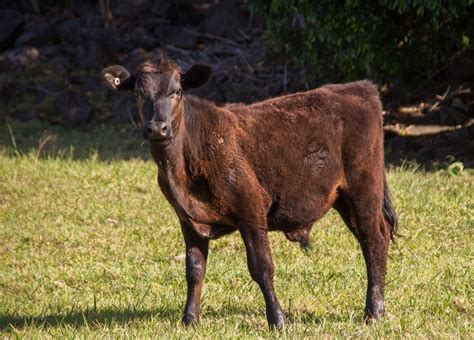 Free Images Farm Wildlife Horn Rural Young Pasture Grazing