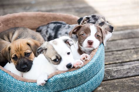 Pet Store Puppies Tied To New Outbreak Of Drug Resistant Bacteria