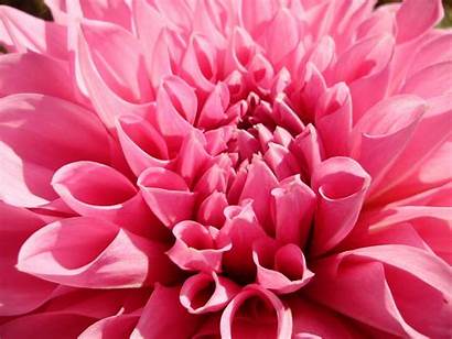 Spring Flowers Flower Pink Dahlia Backgrounds Wallpapers