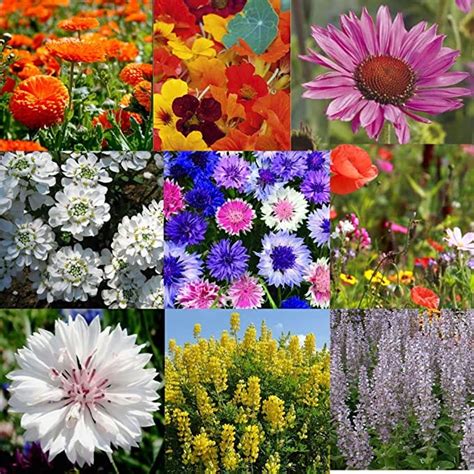 Dwarf Wildflower Seeds Mix Uk No Grass No Sand 100g