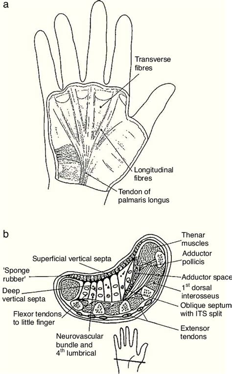 Clinical Anatomy Of The Hand Semantic Scholar