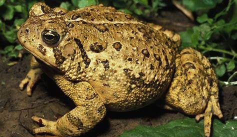 Toad and Frog Facts | Missouri Department of Conservation