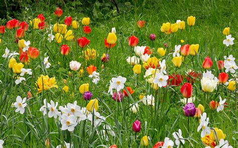 Happy Easter Flowers At Ascott House Gardens Buckinghamshire Uk