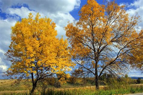 Autumn Trees Free Photo Download Freeimages