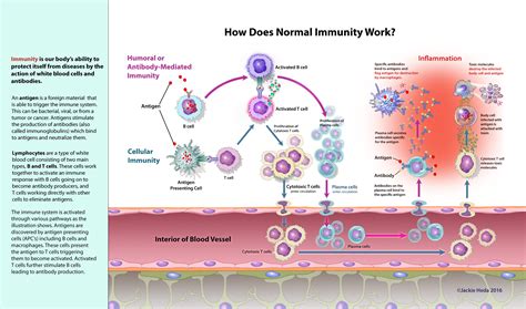 The Immune System Jackie Heda Biomedical And Scientific Visuals