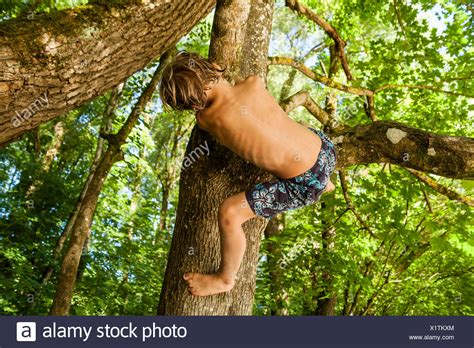 Rückansicht Des Kleinen Jungen Klettern Auf Einen Baum Im Wald