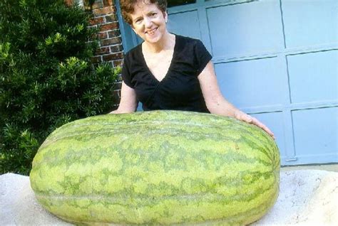 Photo History Of Giant Watermelons Giant Watermelons