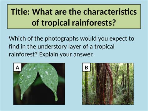 Characteristics Of Tropical Rainforests Teaching Resources