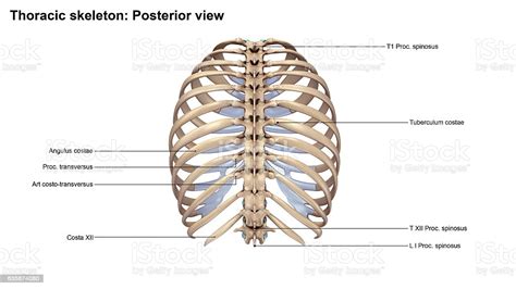 Learn anatomy with free interactive flashcards. Thoracic Skeleton Posterior View stock photo 635874080 | iStock