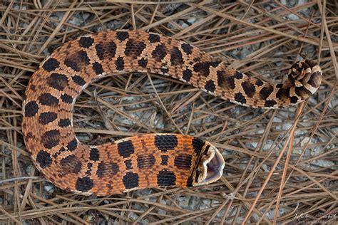 Eastern Hognose Snake Heterodon Platirhinos A Stunning Adu Flickr