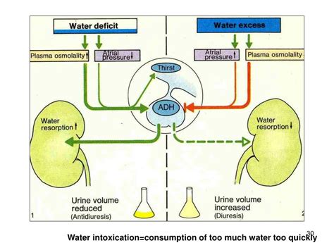 Ppt Water Metabolism Powerpoint Presentation Free Download Id4493121