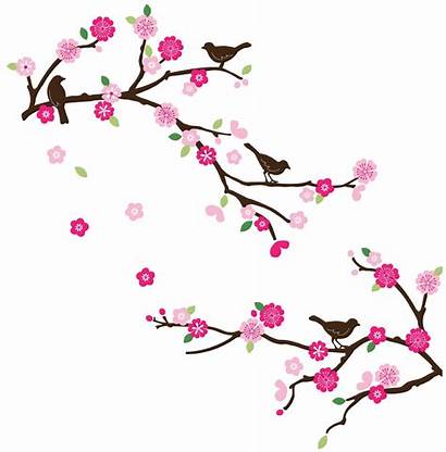 Cherry Blossom Clipart Border Blossoms Tree Sakura