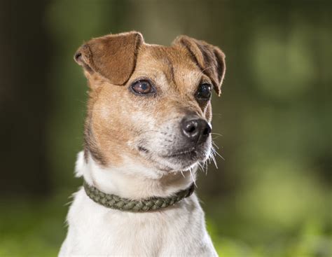 Sunshine 5 7 Year Old Female Jack Russell Terrier Available For Adoption