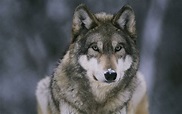 Wolf Wallpapers HD - Wallpaper Cave