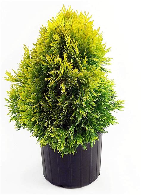 Thuja Plicata Forever Goldy Western Arborvitae Evergreen 3 Size