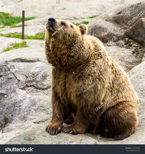 Brown Bear Sitting On Rock Stock Photo 107448305 Shutterstock