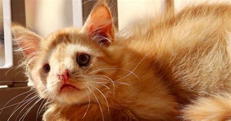 Cat abandoned for being 'too ugly', finally finds someone who saw his