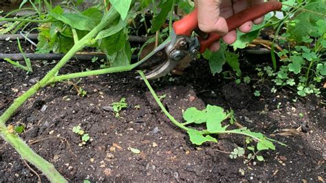 How To Prune Tomato Plants In 3 Easy Steps Toms Guide